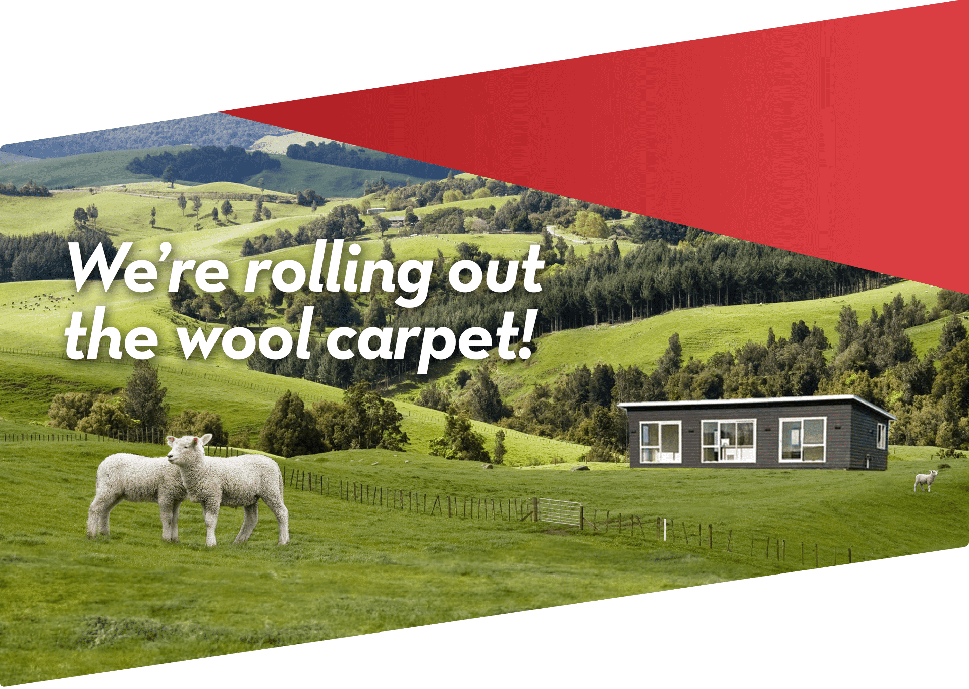 wool carpet promotion banner