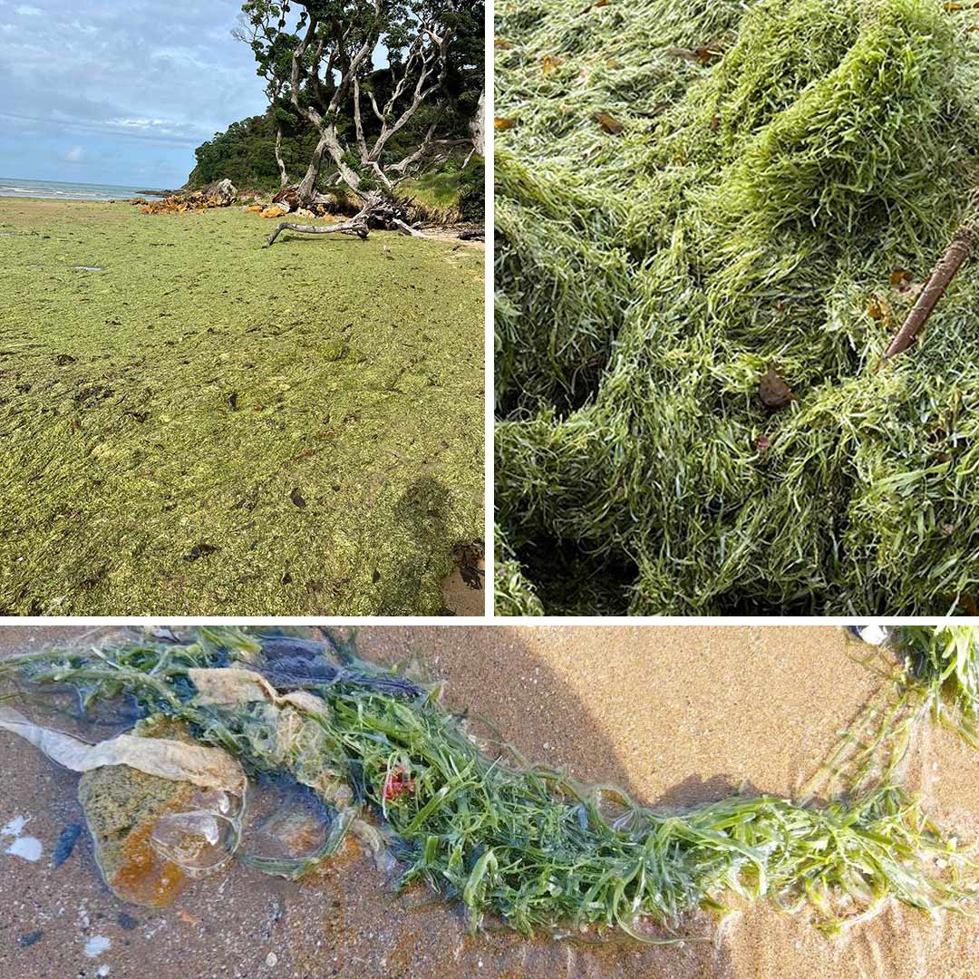 invasive seaweed